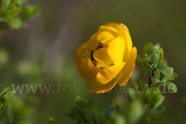 Asiatische Trollblume (Trollius asiaticus)