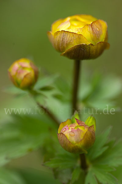 Asiatische Trollblume (Trollius asiaticus)