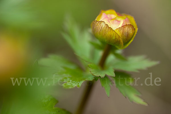 Asiatische Trollblume (Trollius asiaticus)