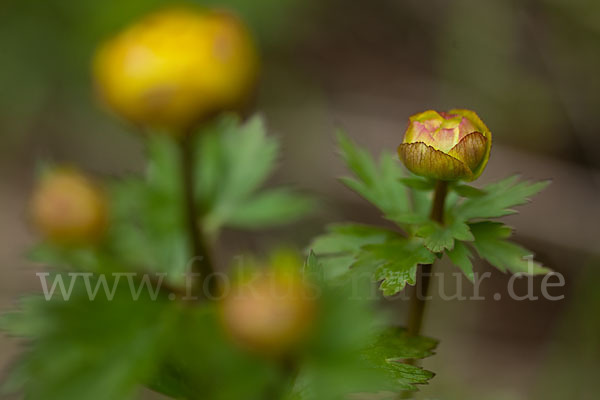 Asiatische Trollblume (Trollius asiaticus)