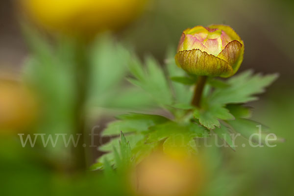 Asiatische Trollblume (Trollius asiaticus)