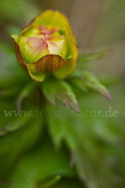 Asiatische Trollblume (Trollius asiaticus)