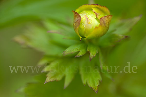 Asiatische Trollblume (Trollius asiaticus)