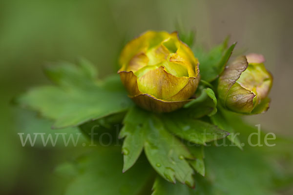 Asiatische Trollblume (Trollius asiaticus)