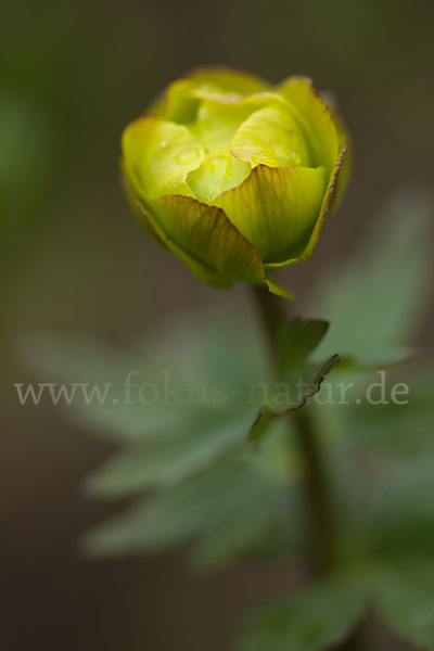 Asiatische Trollblume (Trollius asiaticus)