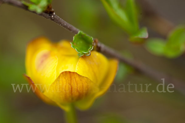 Asiatische Trollblume (Trollius asiaticus)