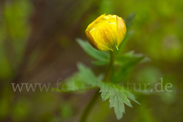 Asiatische Trollblume (Trollius asiaticus)