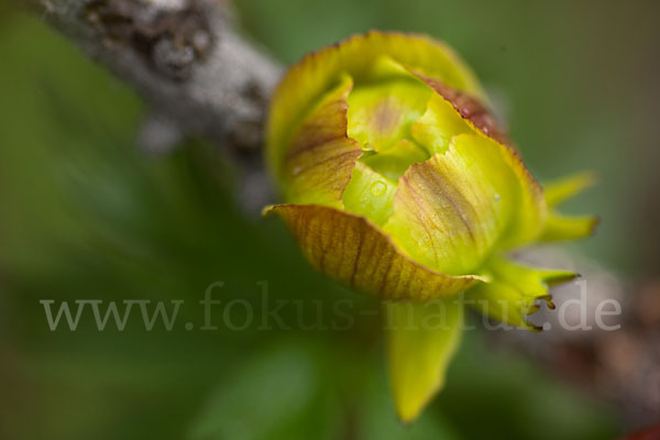 Asiatische Trollblume (Trollius asiaticus)