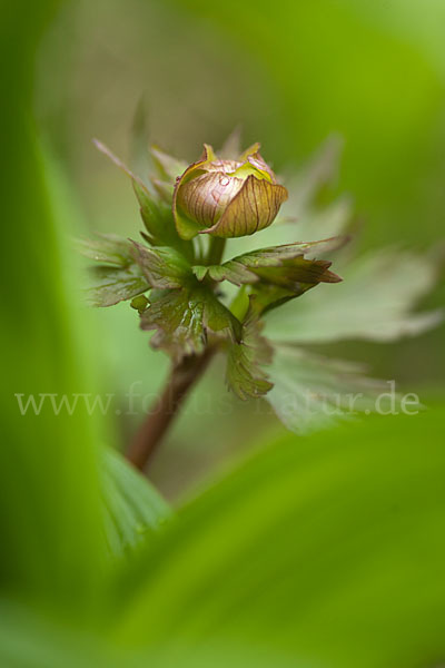 Asiatische Trollblume (Trollius asiaticus)