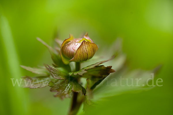 Asiatische Trollblume (Trollius asiaticus)