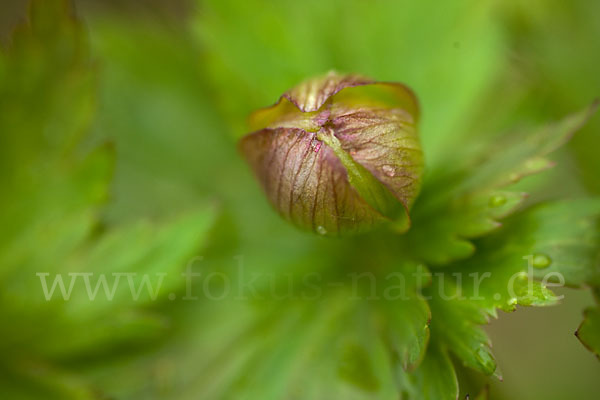 Asiatische Trollblume (Trollius asiaticus)