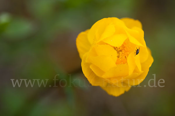 Asiatische Trollblume (Trollius asiaticus)