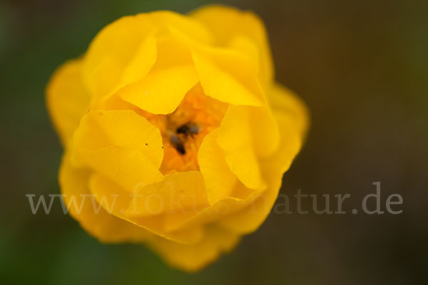 Asiatische Trollblume (Trollius asiaticus)