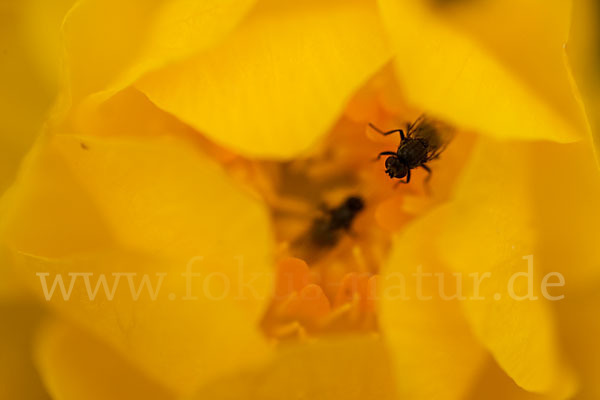 Asiatische Trollblume (Trollius asiaticus)