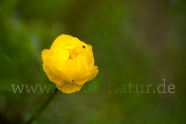 Asiatische Trollblume (Trollius asiaticus)