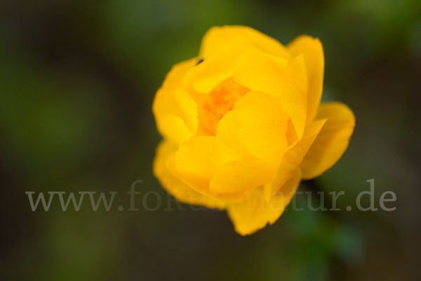 Asiatische Trollblume (Trollius asiaticus)