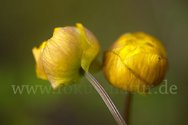 Asiatische Trollblume (Trollius asiaticus)