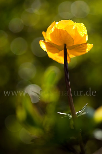 Asiatische Trollblume (Trollius asiaticus)