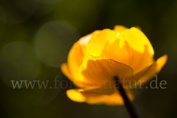 Asiatische Trollblume (Trollius asiaticus)