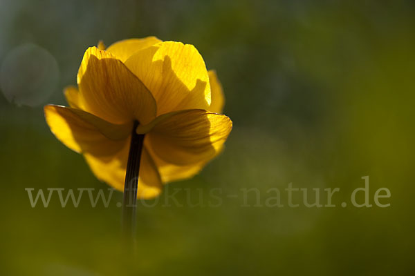 Asiatische Trollblume (Trollius asiaticus)