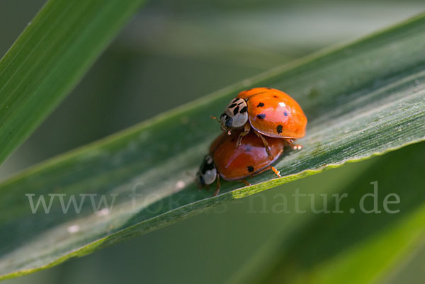 Asiatischer Marienkäfer (Harmonia axyridis)