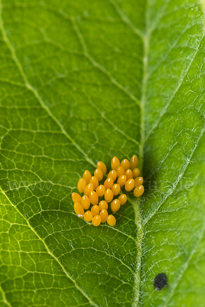 Asiatischer Marienkäfer (Harmonia axyridis)