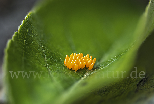 Asiatischer Marienkäfer (Harmonia axyridis)