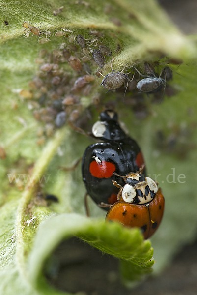 Asiatischer Marienkäfer (Harmonia axyridis)