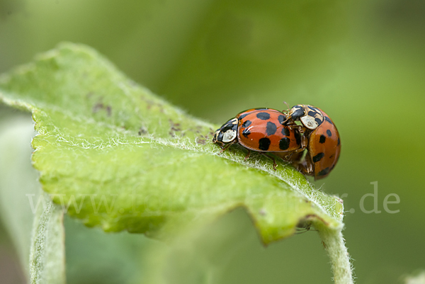 Asiatischer Marienkäfer (Harmonia axyridis)