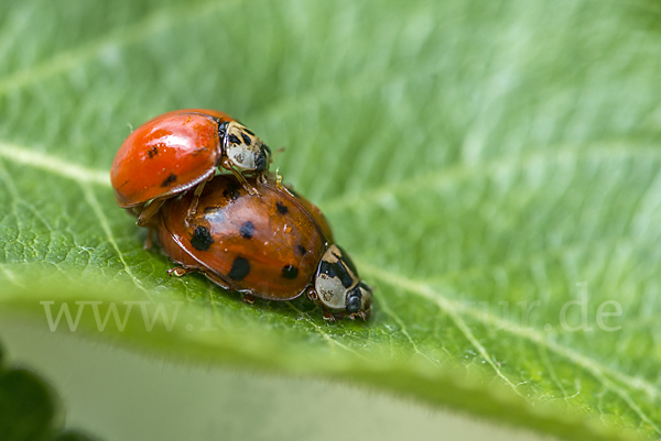 Asiatischer Marienkäfer (Harmonia axyridis)