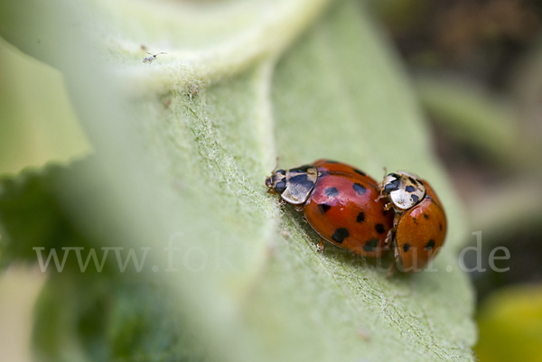 Asiatischer Marienkäfer (Harmonia axyridis)