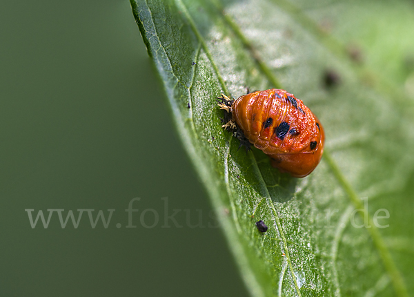 Asiatischer Marienkäfer (Harmonia axyridis)