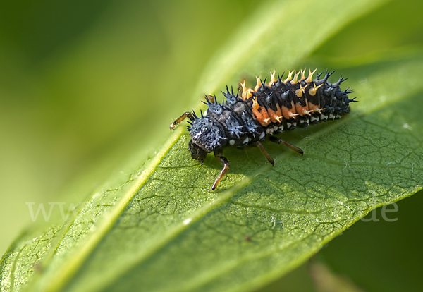 Asiatischer Marienkäfer (Harmonia axyridis)