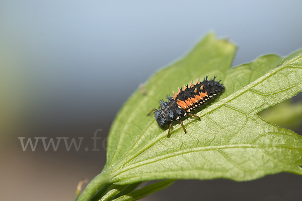 Asiatischer Marienkäfer (Harmonia axyridis)