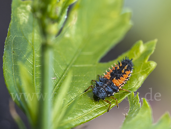 Asiatischer Marienkäfer (Harmonia axyridis)