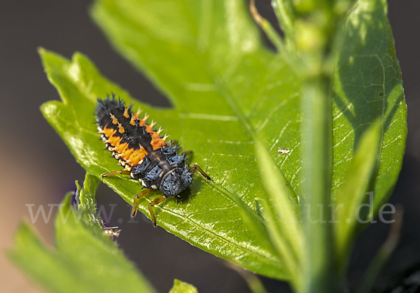 Asiatischer Marienkäfer (Harmonia axyridis)