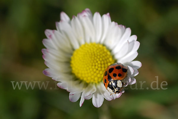 Asiatischer Marienkäfer (Harmonia axyridis)