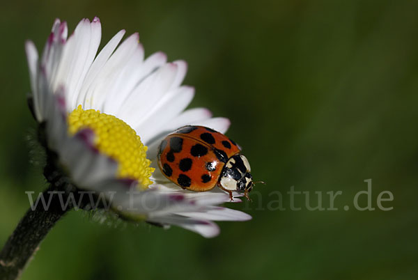 Asiatischer Marienkäfer (Harmonia axyridis)