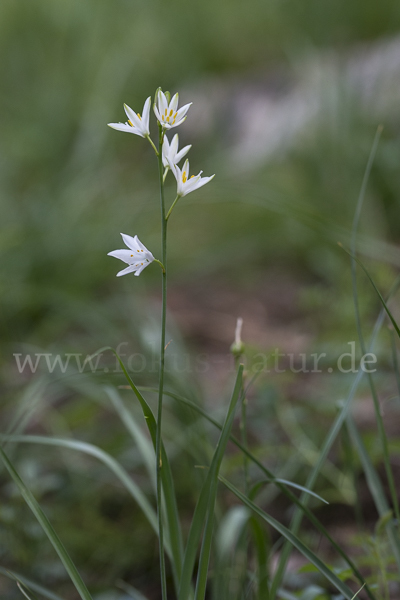 Astlose Graslilie (Anthericum liliago)