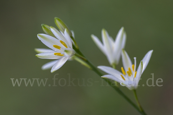 Astlose Graslilie (Anthericum liliago)