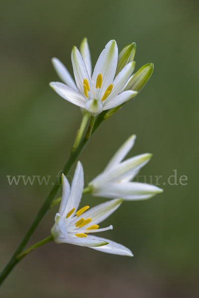 Astlose Graslilie (Anthericum liliago)