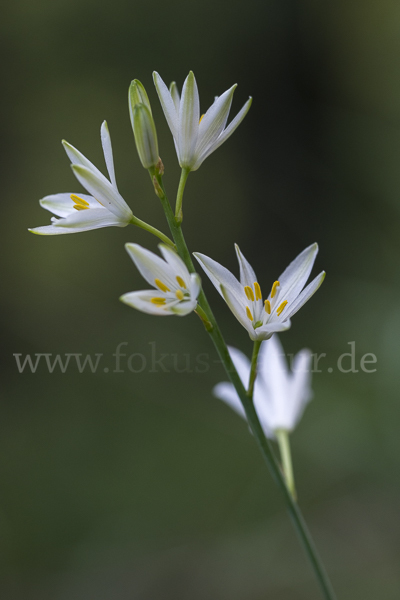 Astlose Graslilie (Anthericum liliago)