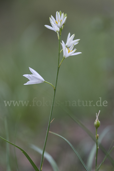 Astlose Graslilie (Anthericum liliago)