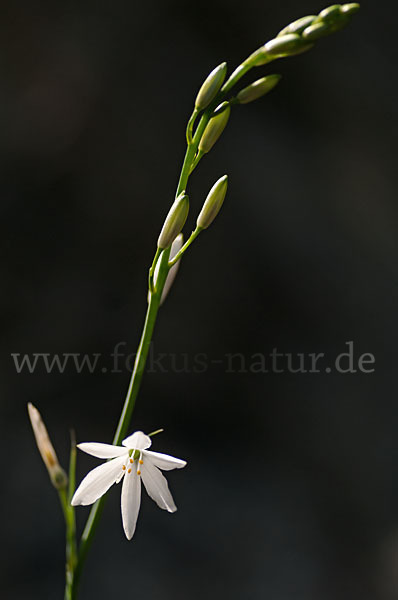 Astlose Graslilie (Anthericum liliago)