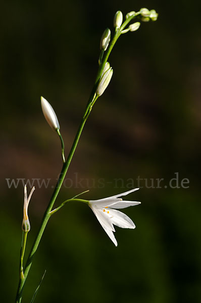 Astlose Graslilie (Anthericum liliago)