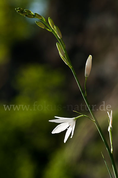 Astlose Graslilie (Anthericum liliago)