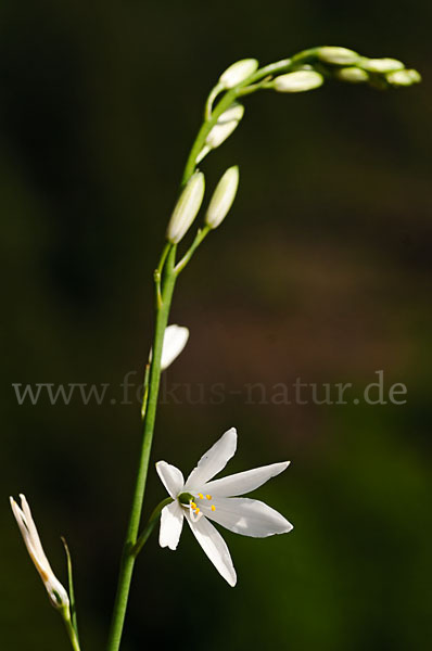 Astlose Graslilie (Anthericum liliago)