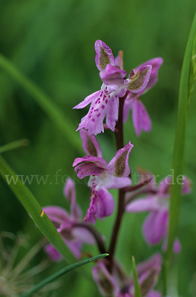 Atlas-Knabenkraut (Orchis patens)