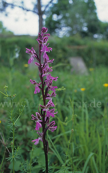 Atlas-Knabenkraut (Orchis patens)