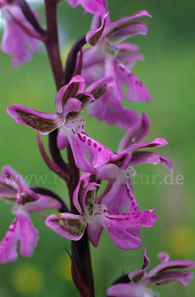 Atlas-Knabenkraut (Orchis patens)